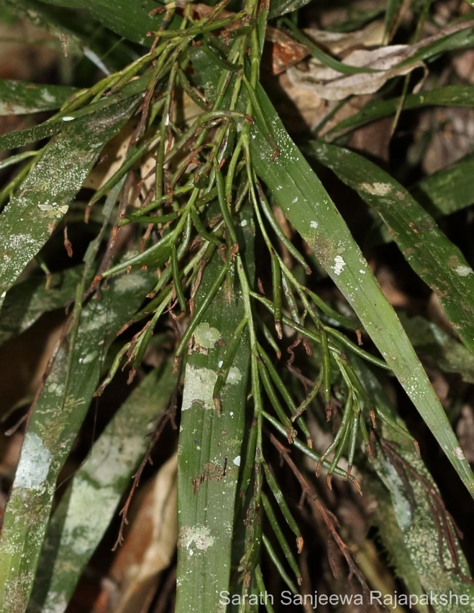 Apostasia wallichii R.Br.